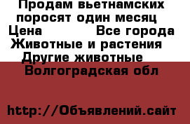 Продам вьетнамских поросят,один месяц › Цена ­ 3 000 - Все города Животные и растения » Другие животные   . Волгоградская обл.